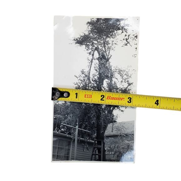 Vtg Man in Tall Tree Taking Down Fallen Branch Original Monochrome Photo Found - Picture 3 of 4